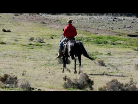 Top 5 Horse Breeds For Trail Riding